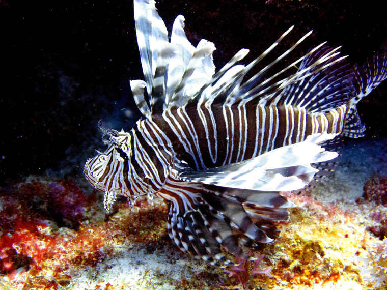 Image: A lionfish swims near coral off the Caribbean island of Bonaire