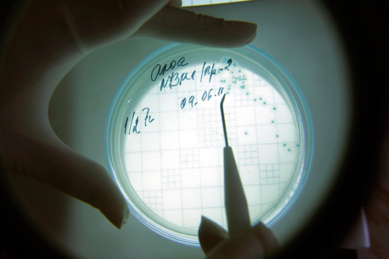 A laboratory technician counts isolated Escherichia coli (E. coli) bacteria