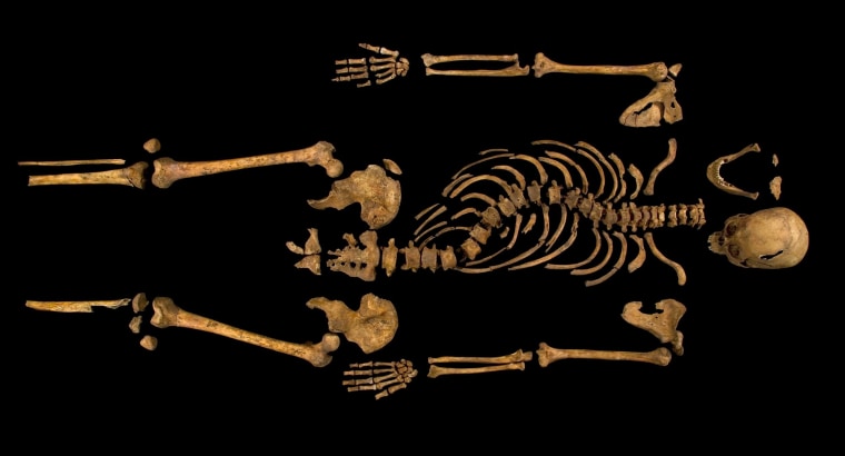 The complete skeleton of King Richard III showing the curve of his spine.