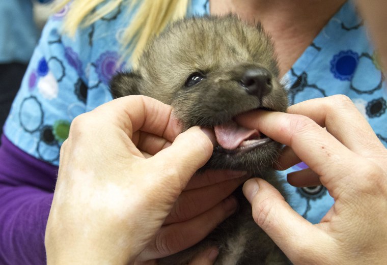 Image: A veterinarian checks a wolf pup that survived a wildfire in Alaska.