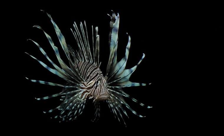 Image: A lionfish in the Port Everglades Inlet off Fort Lauderdale, Fla.