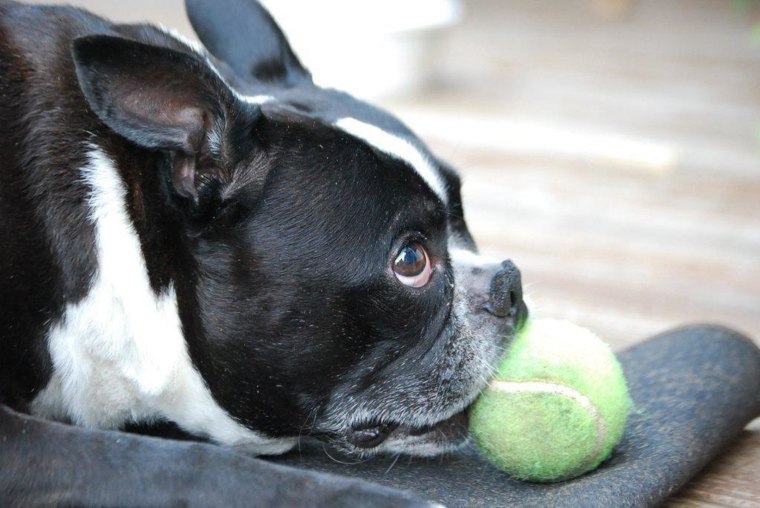 Toby, a 6-year-old Boston terrier, died in May 2012 after he was sickened by chicken jerky pet treats made by Nestle Purina PetCare Co., his owners said. The Connecticut family is among several nationwide who have reached a settlement with pet treat makers.