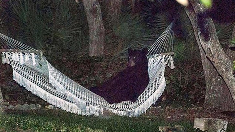 A black bear sits in a backyard hammock