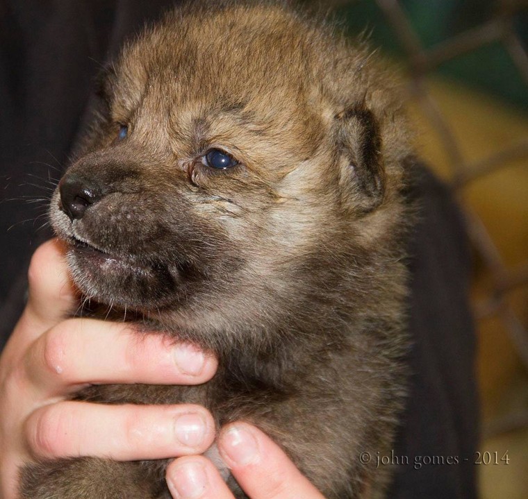 Image: An orphaned wolf pup now residing in the Alaska Zoo