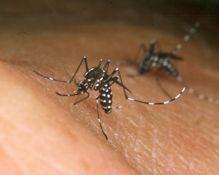 Image: Asian Tiger Mosquito