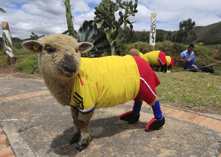Image: A sheep dressed in a jersey in the colours of the Colombian national soccer team is seen during a exhibition, prior to the 2014 World Cup in Brazil, in Nobsa
