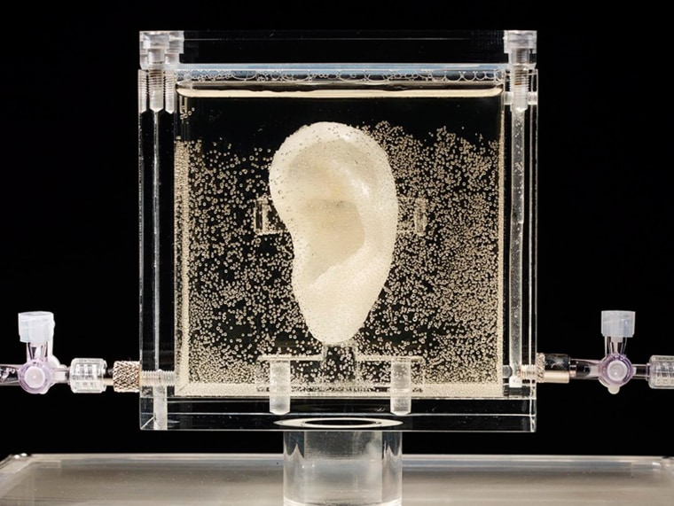 Image: An ear made of human cells grown from samples provided from a distant relative from Dutch artist Vincent van Gogh