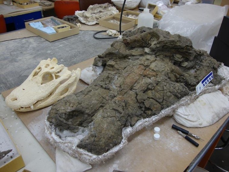 Image: A specimen of Anthracosuchus balrogus, a type of crocodilian, next to alligator skull