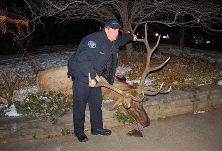 Image: The elk known as "Big Boy" after he was shot in the Mapleton Hill area of Boulder, Colo., on Jan. 1, 2013