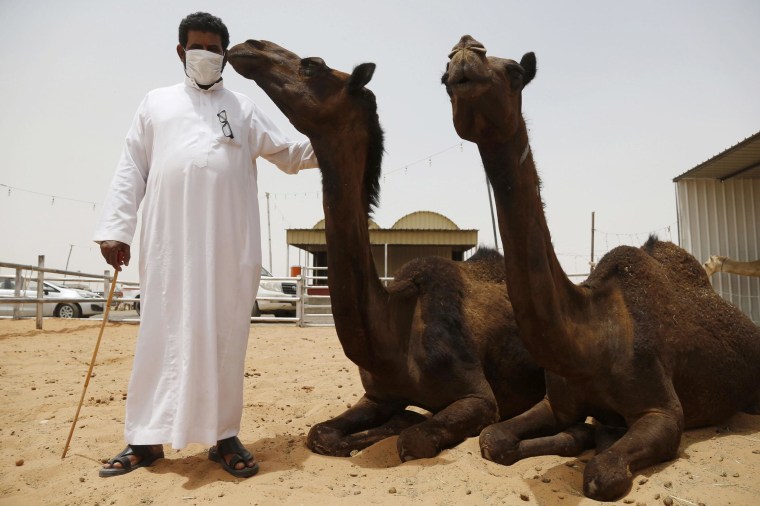 Image: File photo of a man wearing a mask posing with camels at a camel market in the village of al-Thamama near Riyadh