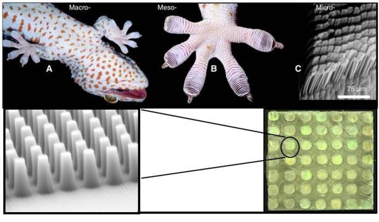 DARPA illustration showing the structure of gecko feet (above) and the Z-Man material imitating it (below).