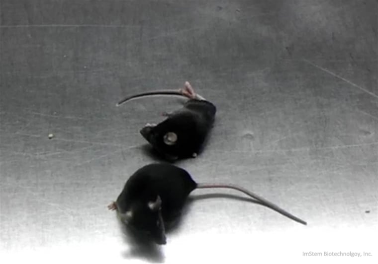 The top mouse is paralyzed, while the mouse on the bottom was treated with human embryonic stem cells and is able to run around.