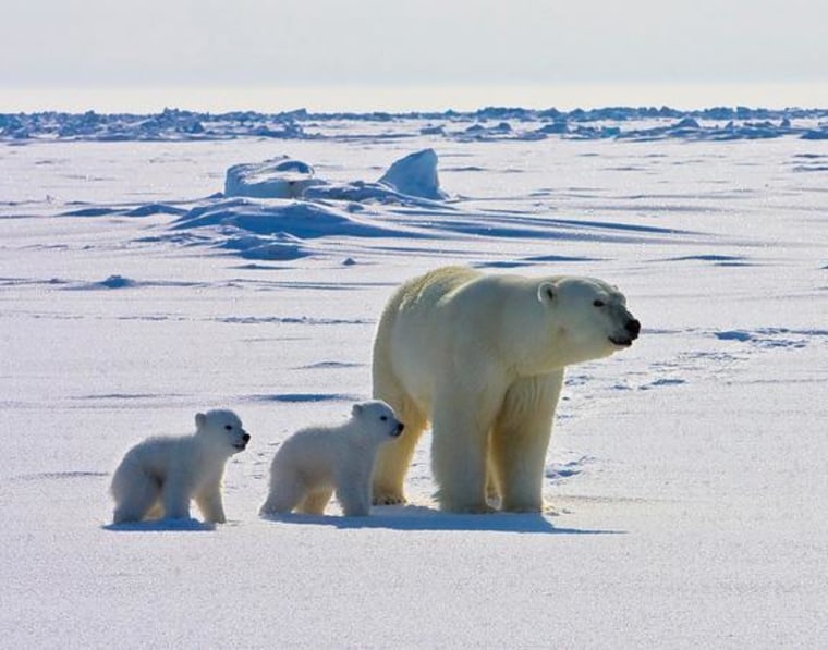 Image: An adult female polar bear and her two cubs travel across the sea ice of the Arctic Ocean north of the Alaska coast.