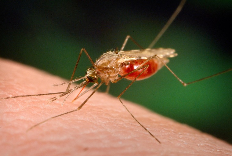 Image: An Anopheles funestus mosquito takes a blood meal from a human host in 2005.