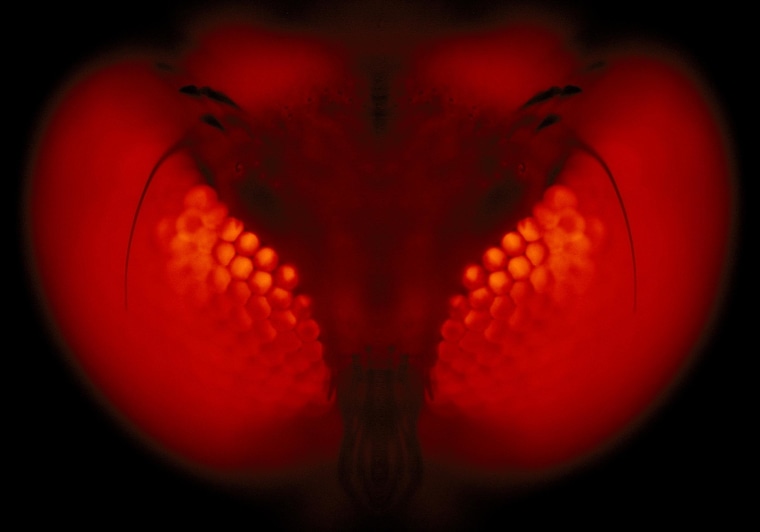 Image: Fluorescent micrograph of the compound eye of a transgenic mosquito expressing a red-fluorescent reporter gene.