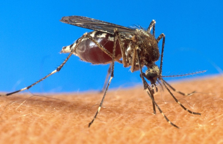 Image: Mosquito