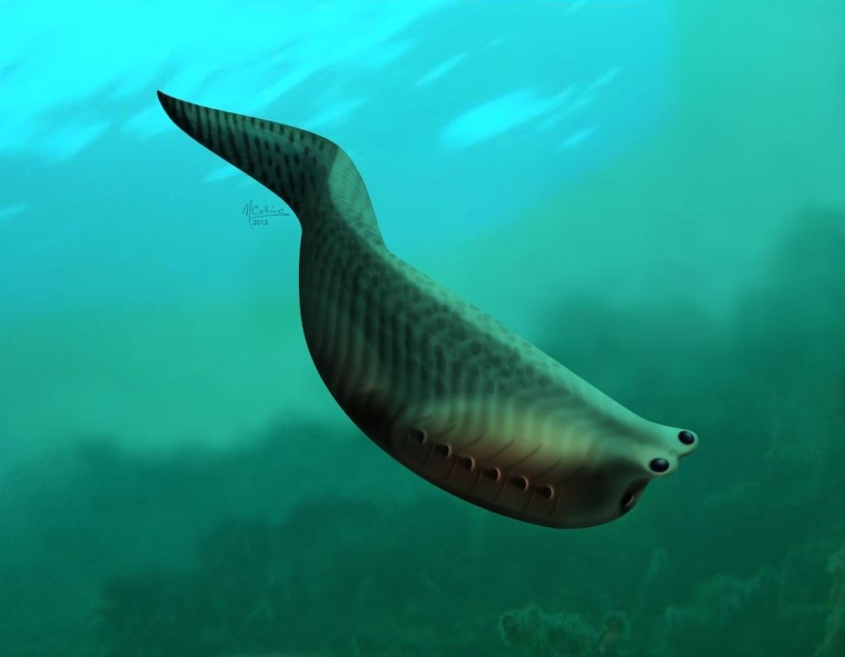 Image: Fossilized fish, called Metaspriggina