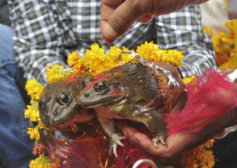 Image: People hold frogs as they solemnise a frog marriage in the central Indian city of Nagpur