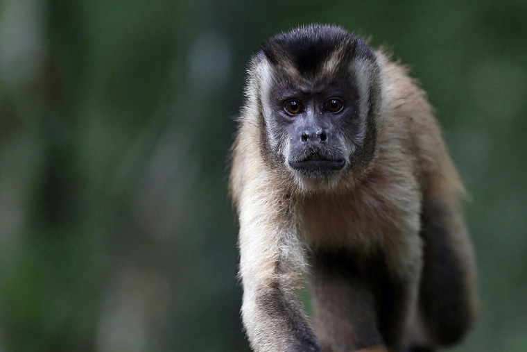 Image: A 'Prego' monkey in Brazil's Pantanal region 