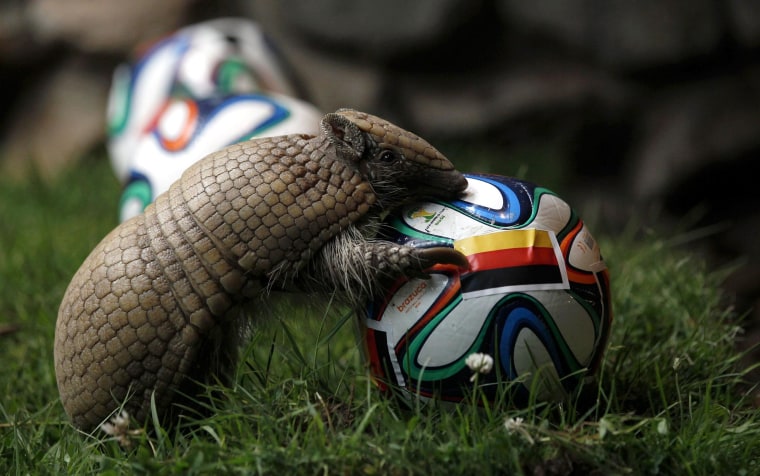 Image: The armadillo called Norman, Germany's World Cup oracle, approaches the soccer ball representing Germany as he makes his prediction for the team's opening World Cup match against Portugal on June 16, at the zoo in the western city of Muenster