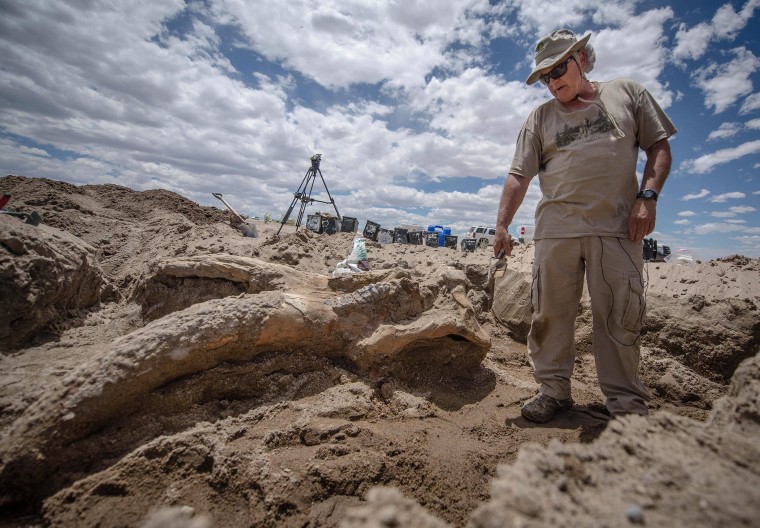 Image: Paleontologist Gary Morgan stands over a the fossil of a stegomastodon skull