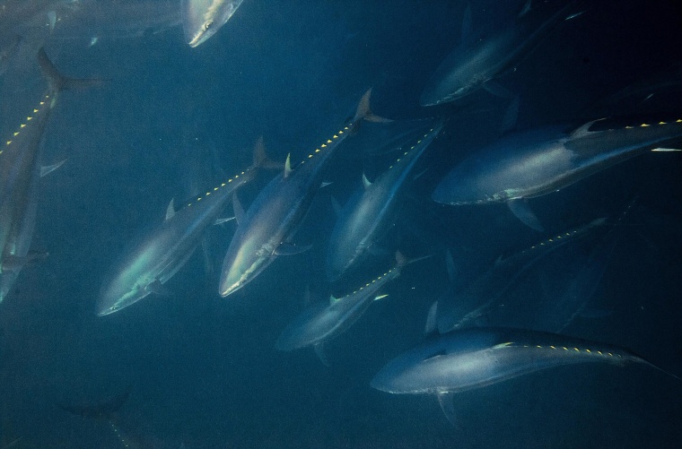 Bluefin tuna swim around fishermen's nets during fishing season June 3 near the Barbate coast, in Cadiz province, Spain. 