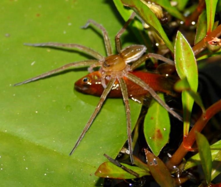 Image: Fish-eating spider