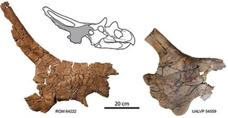 Image: Skull fragments