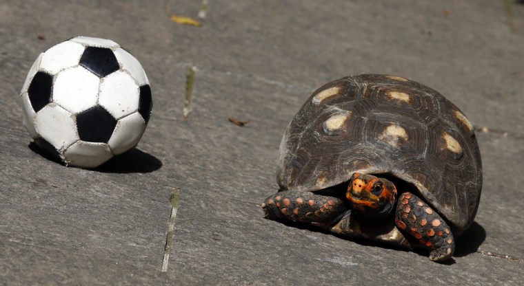 Image: Tina the psychic turtle is seen next to a soccer ball in Rio de Janeiro