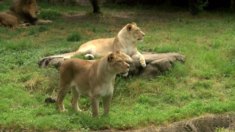 Image: Lions relax in an enclosure at the Memphis Zoo.
