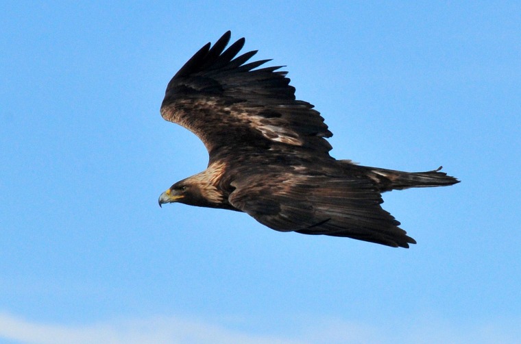 Image: A golden eagle