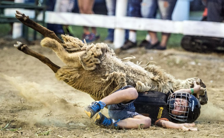 Kayden Dunaway, 6, falls off a sheep during the Mutton Bustin' competition at the Garrard County Fair near Lancaster, Ky. on June 26.