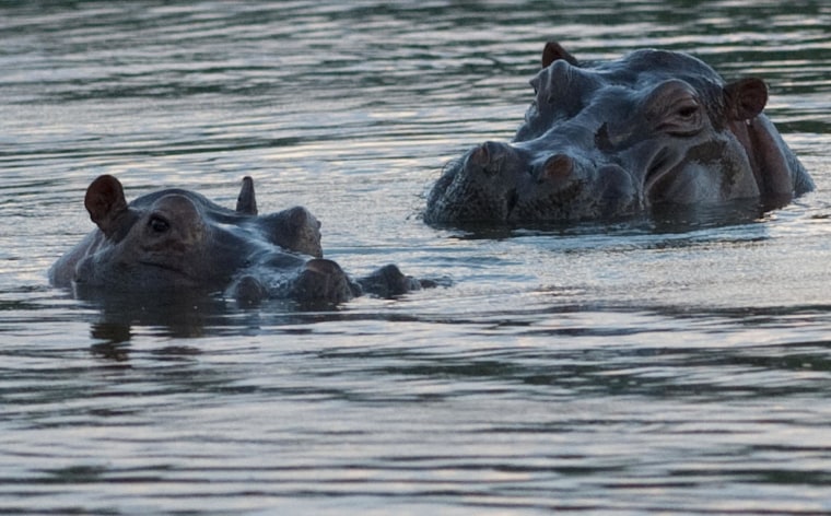 Hippopotamuses are seen at the Napoles ranch
