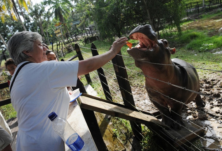 A visitor feeds hippopotamus Vanesa at the Napoles ranch
