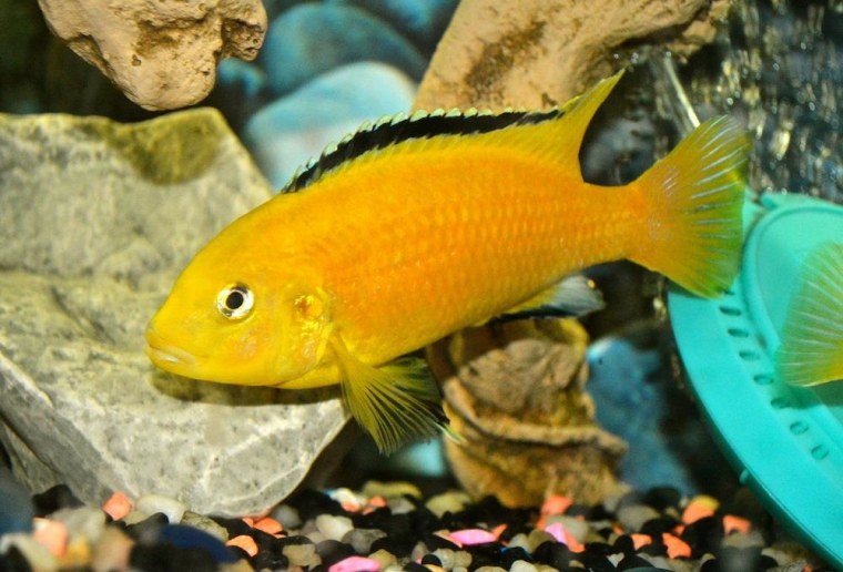 Image: An African cichlid