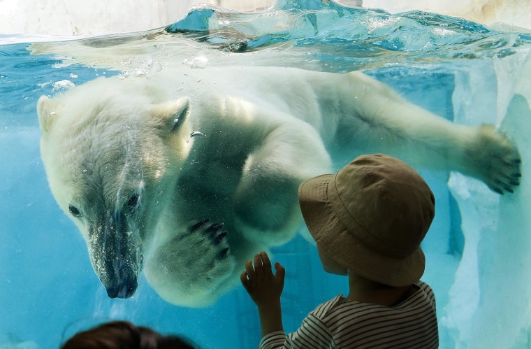 Image: A polar bear looks at a little boy as it swims in its enclosure's pool at Ueno Zoo in Tokyo, Japan