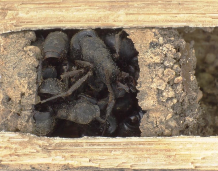Image: Nests of the bone-house wasp D. ossarium are closed by an outermost vestibular cell filled with dead ants