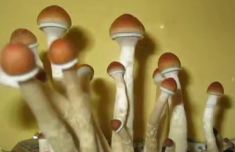 Image: Mushrooms