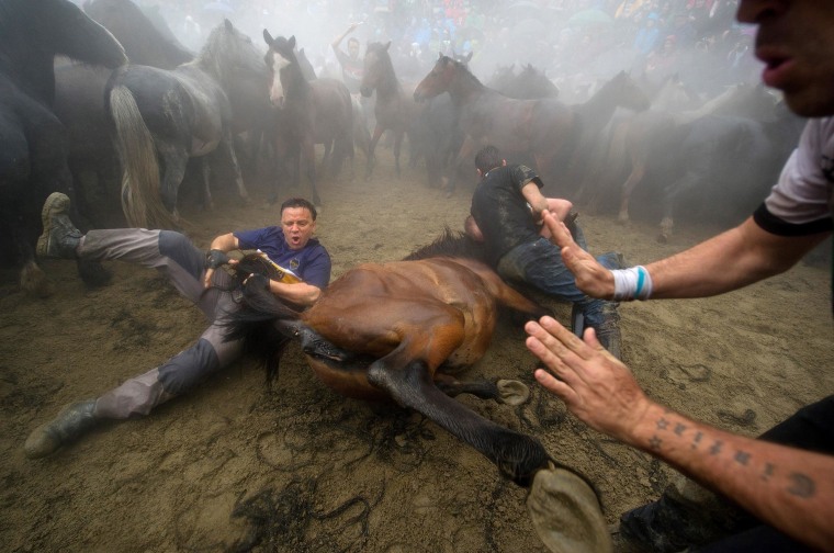 Image: Rapa Das Bestas Wild Horses Festival In Sabucedo