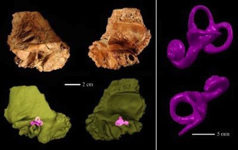 Image: Inner ear from 100,000-year-old human skull known as Xujiayao 15