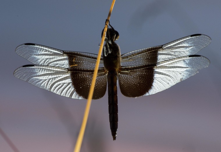 Image: Resting Dragonfly