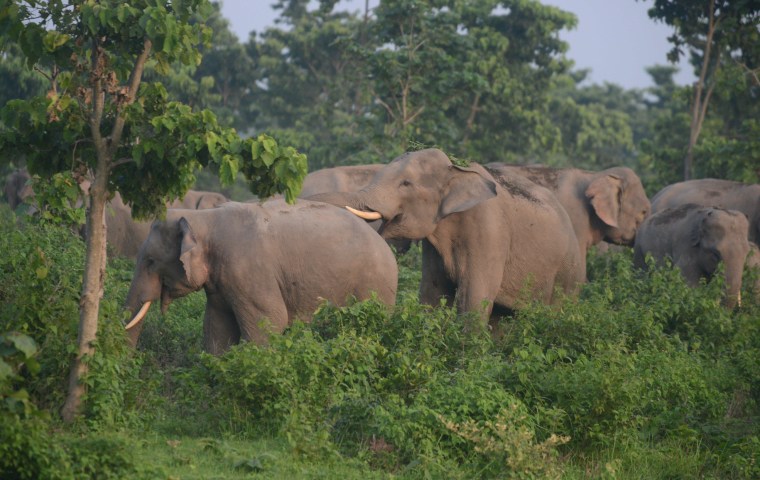 Image: INDIA-WILDLIFE-ELEPHANT