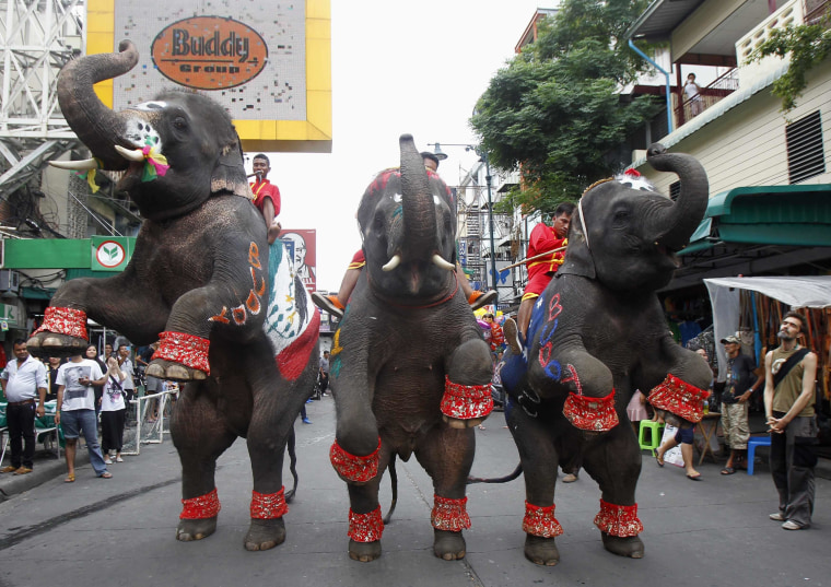 Image: Elephants perform to celebrate the 2014 World Cup in Brazil, along the Khaosan tourist street, in Bangkok
