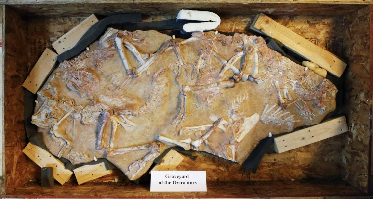 Image: Fossilized dinosaur bones are seen on a Oviraptors graveyard on display during a repatriation ceremony at the United States Attorney's Office of Southern District in New York