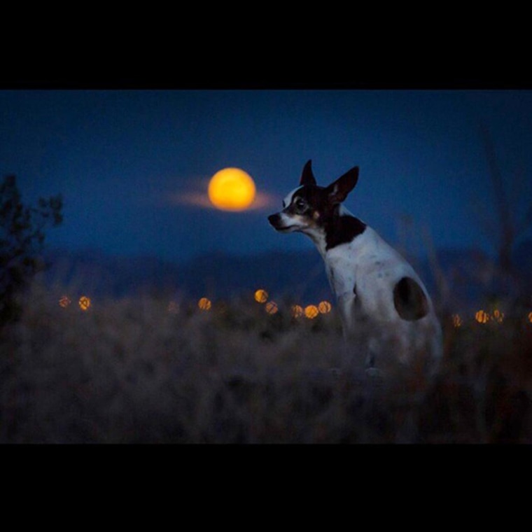 Image: An Instagram user shares a photo of his dog, Sake, posing in front of Saturday night’s supermoon.