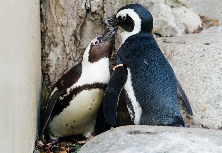 Image: African penguins Pedro and Buddy interact with each other at the Toronto Zoo