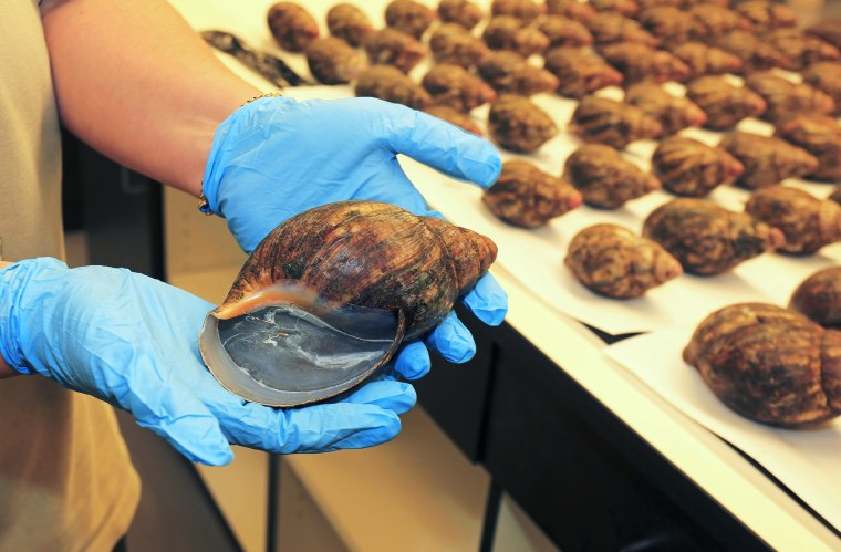 Snails confiscated at LAX airport.