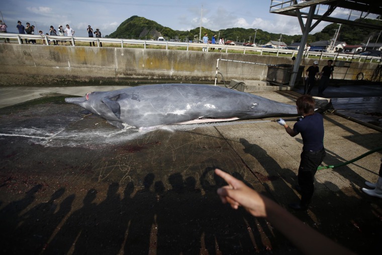 Image: A worker sprays water on a Baird's Beaked whale before butchering it, as shadows of a crowd of grade school students and residents are cast on the ground, at Wada port in Minamiboso