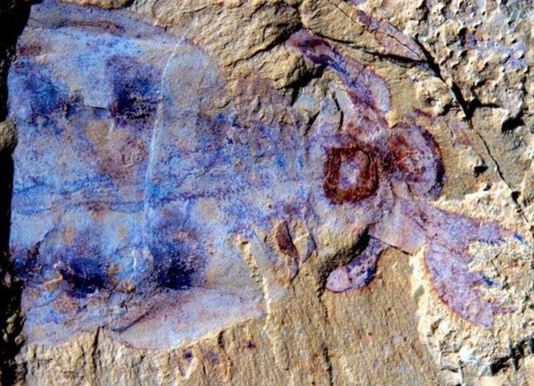 Image: 520 million-year-old sea creature, dubbed Lyrarapax unguispinus, unearthed in China