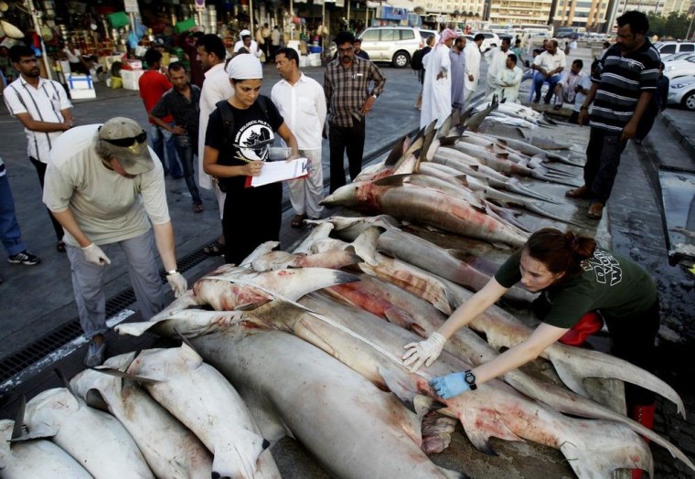 Image: Sharks at market